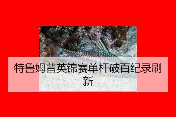 te-lu-mu-pu-ying-jin-sai-dan-gan-po-bai-ji-lu-shua-xin-3-364.jpg